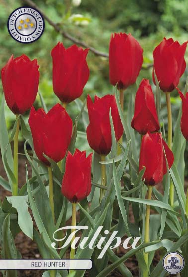 Tulipa Red Hunter 10-pack