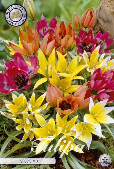 Tulipa Specie Mixed 15-pack