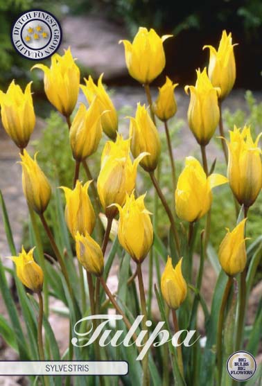 Tulipa Sylvestris 10-pack