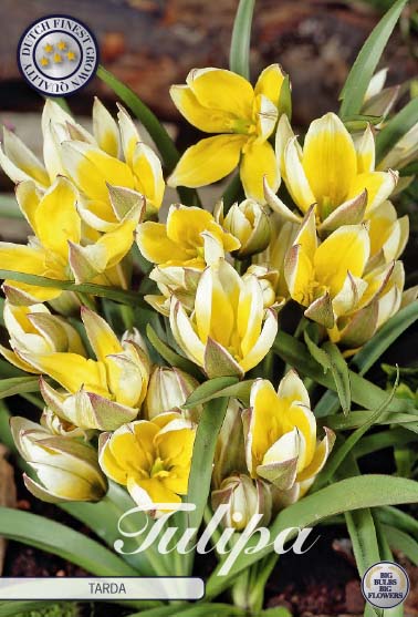 Tulipa Tarda 10-pack