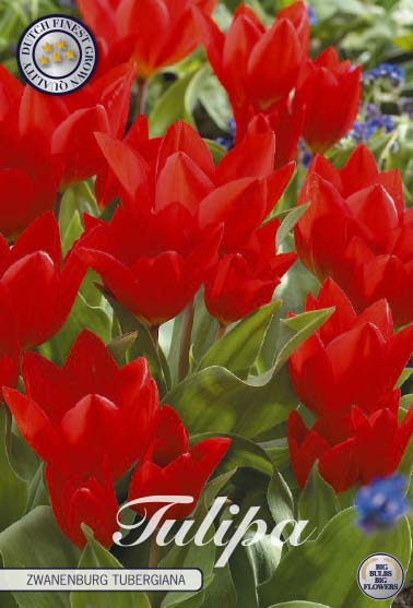 Tulipa Tubergiana Zwanenburg 10-pack