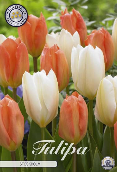 Tulipa Stockholm 10-pack