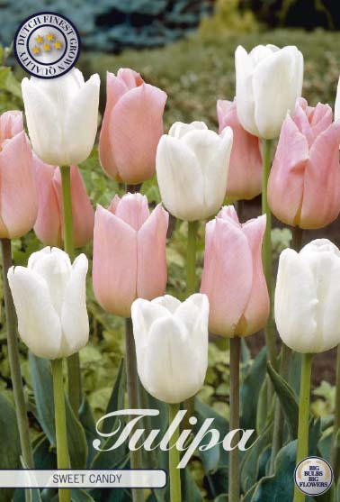 Tulipa Sweet Candy 10-pack