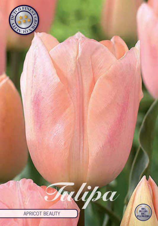 Tulipa Apricot Beauty 7-pack