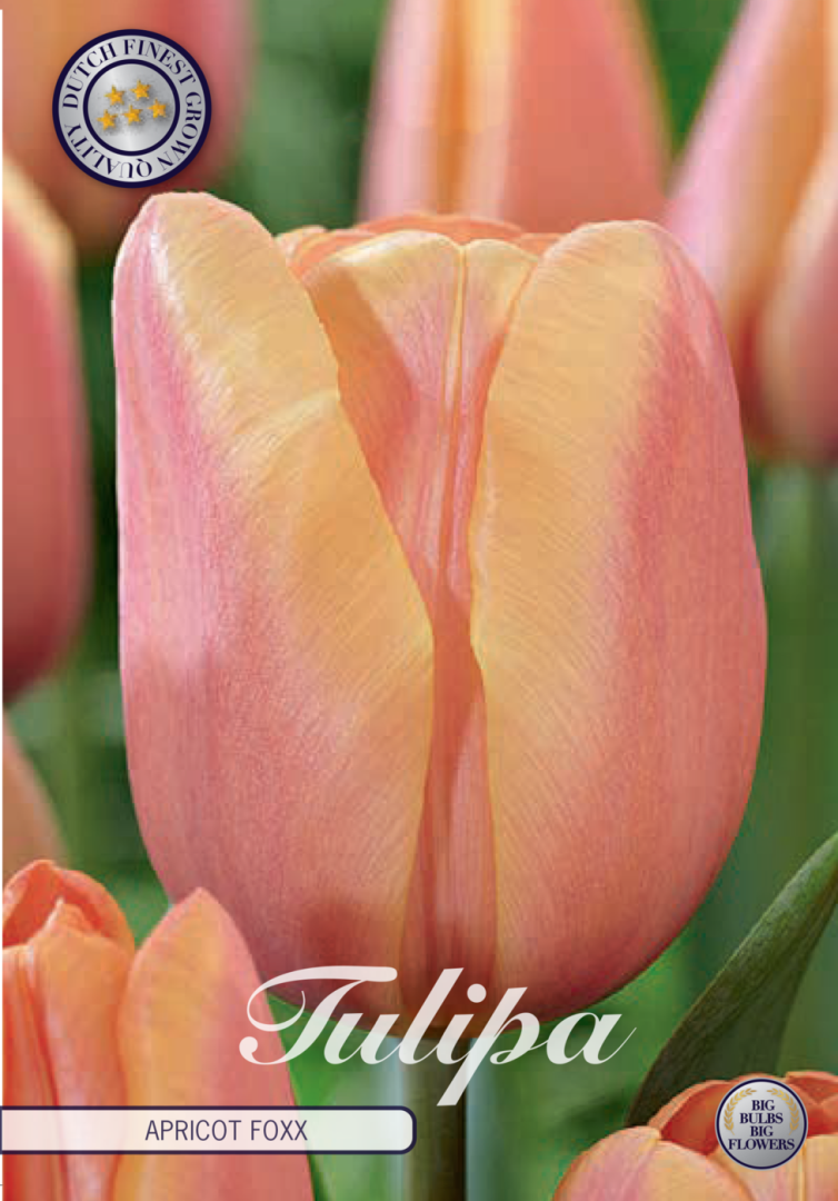 Tulipa Apricot Foxx 10-pack