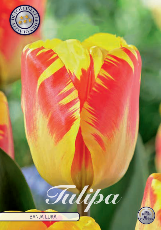 Tulipa Banja Luka 10-pack