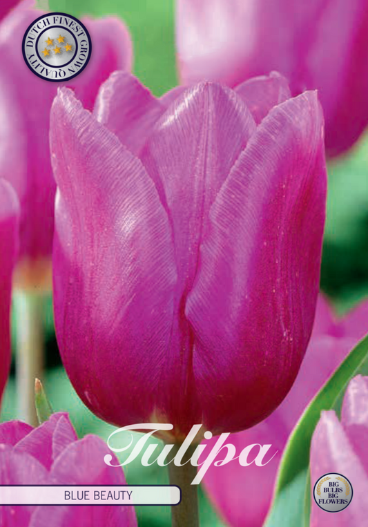 Tulipa Blue Beauty 10-pack