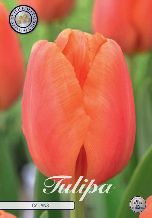 Tulipa Cadans 10-pack