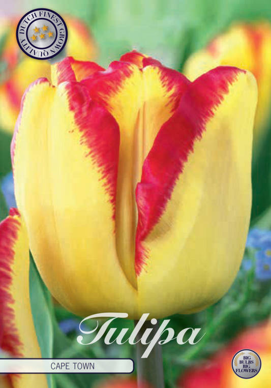 Tulipa Cape Town 10-pack