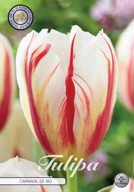 Tulipa Carnaval de Rio 10-pack