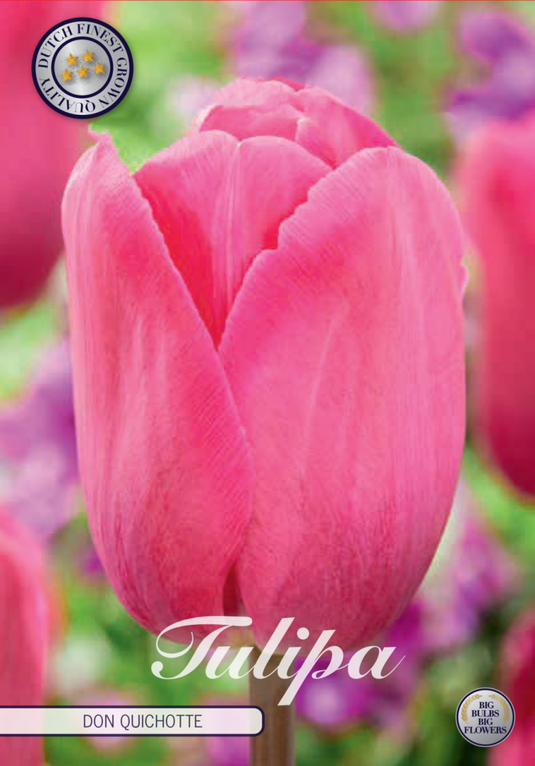 Tulipa Don Quichotte 10-pack