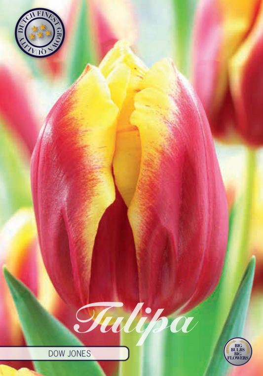 Tulipa Dow Jones 10-pack