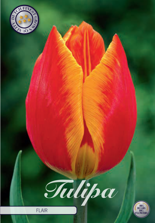 Tulipa Flair 10-pack