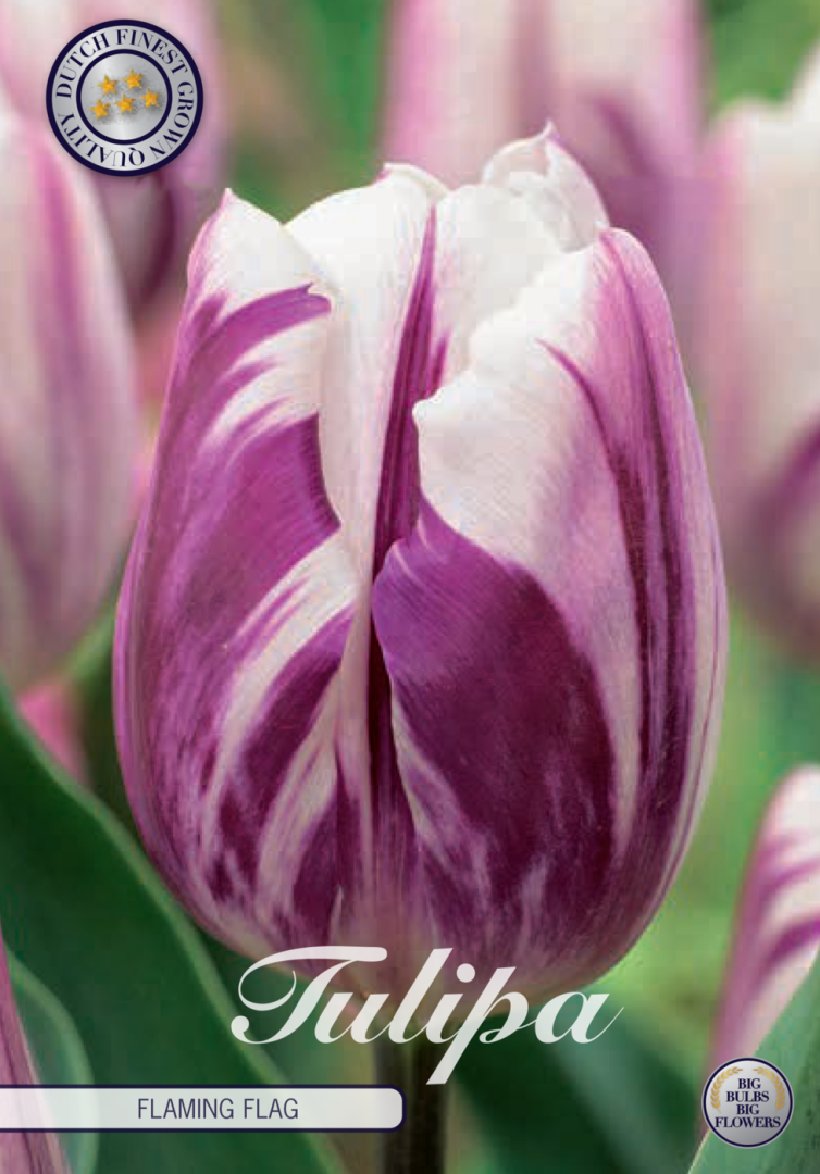 Tulipa Flaming Flag 10-pack
