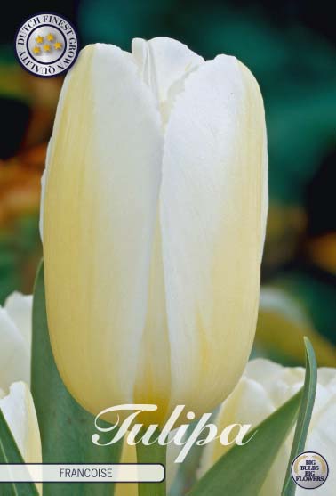 Tulipa Francoise 10-pack