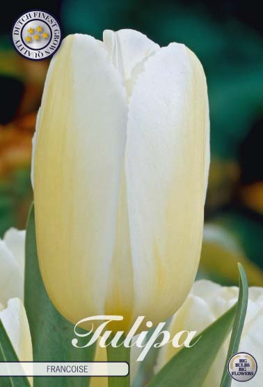 Tulipa Francoise 10-pack