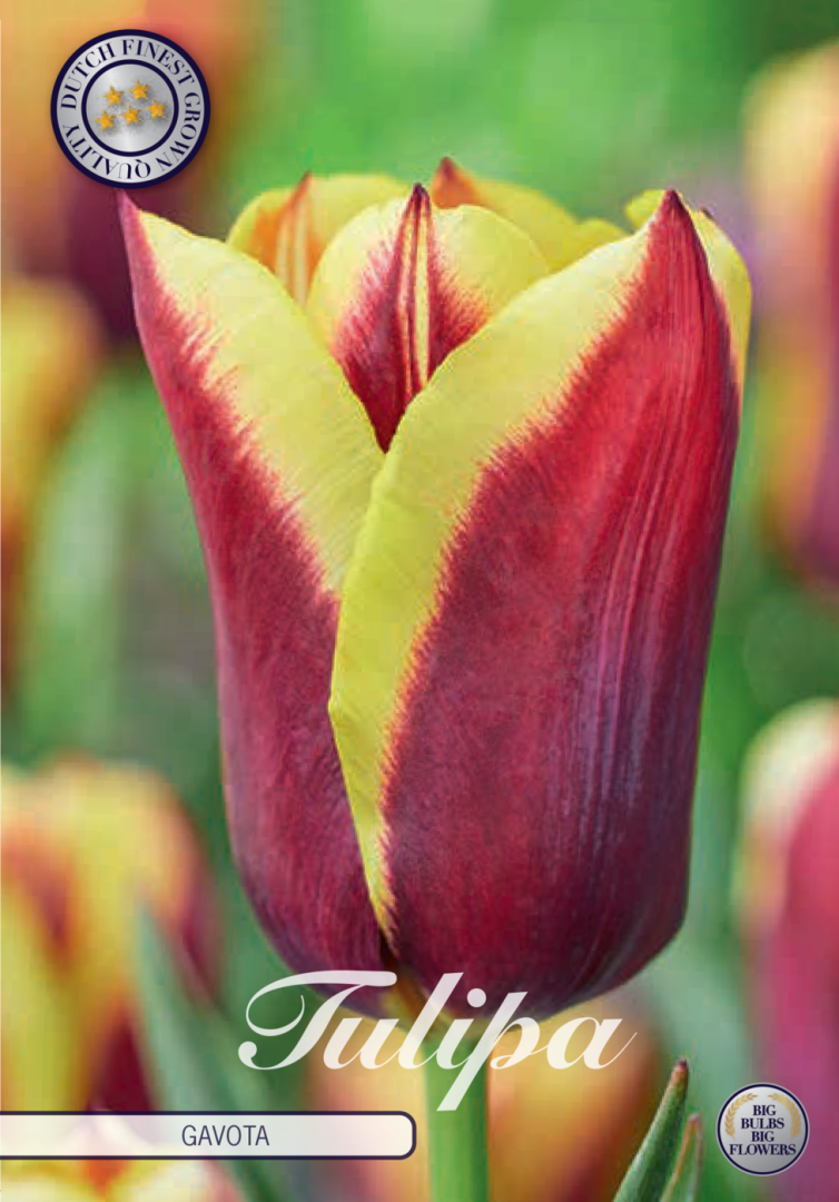 Tulipa Gavota 10-pack