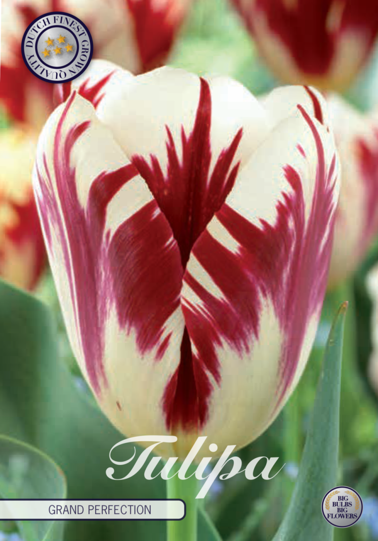 Tulipa Grand Perfection 10-pack