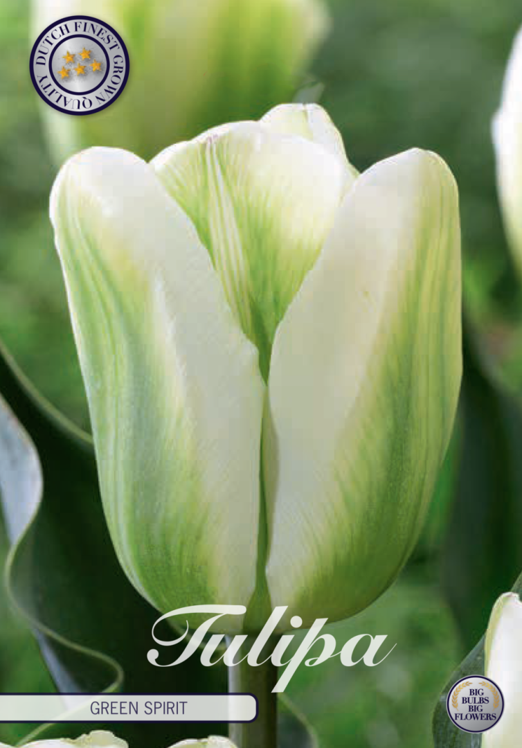 Tulipa Green Spirit 7-pack