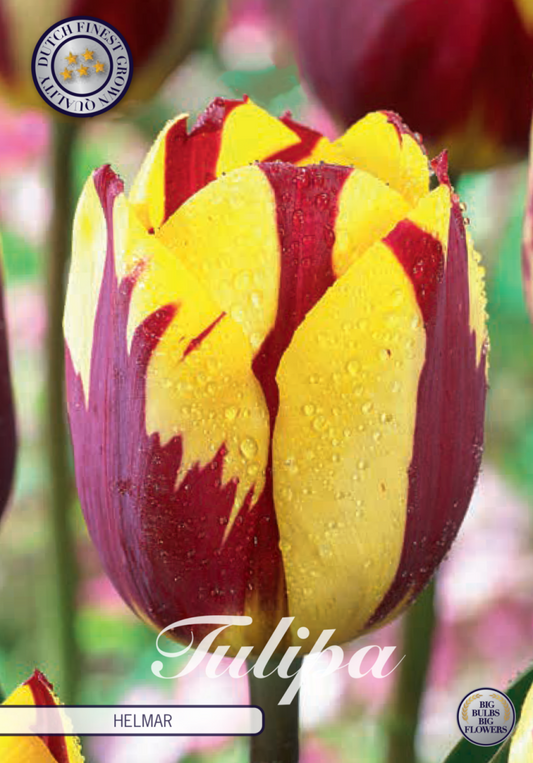 Tulipa Helmar 7-pack