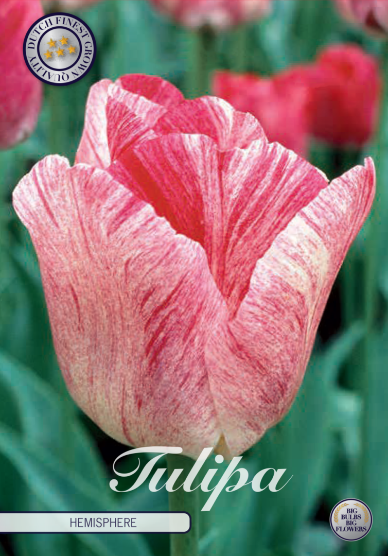 Tulipa Hemisphere 7-pack