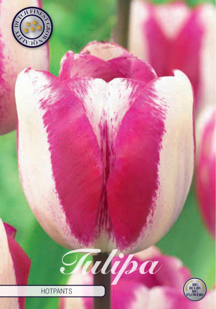 Tulipa Hotpants 10-pack