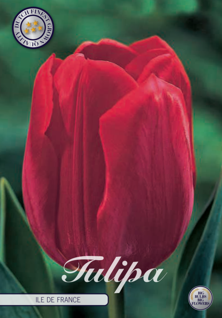 Tulipa Ile de France 10-pack