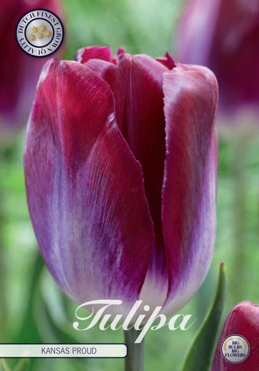 Tulipa Kansas Proud 10-pack