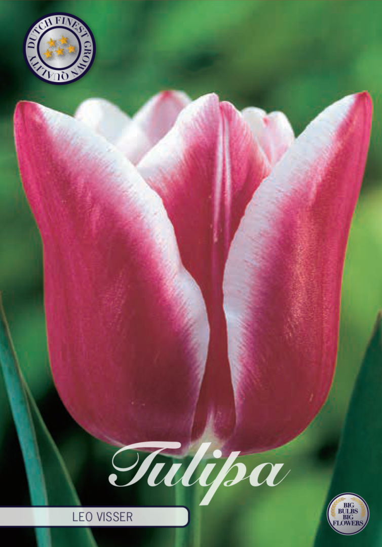 Tulipa Leo Visser 10-pack