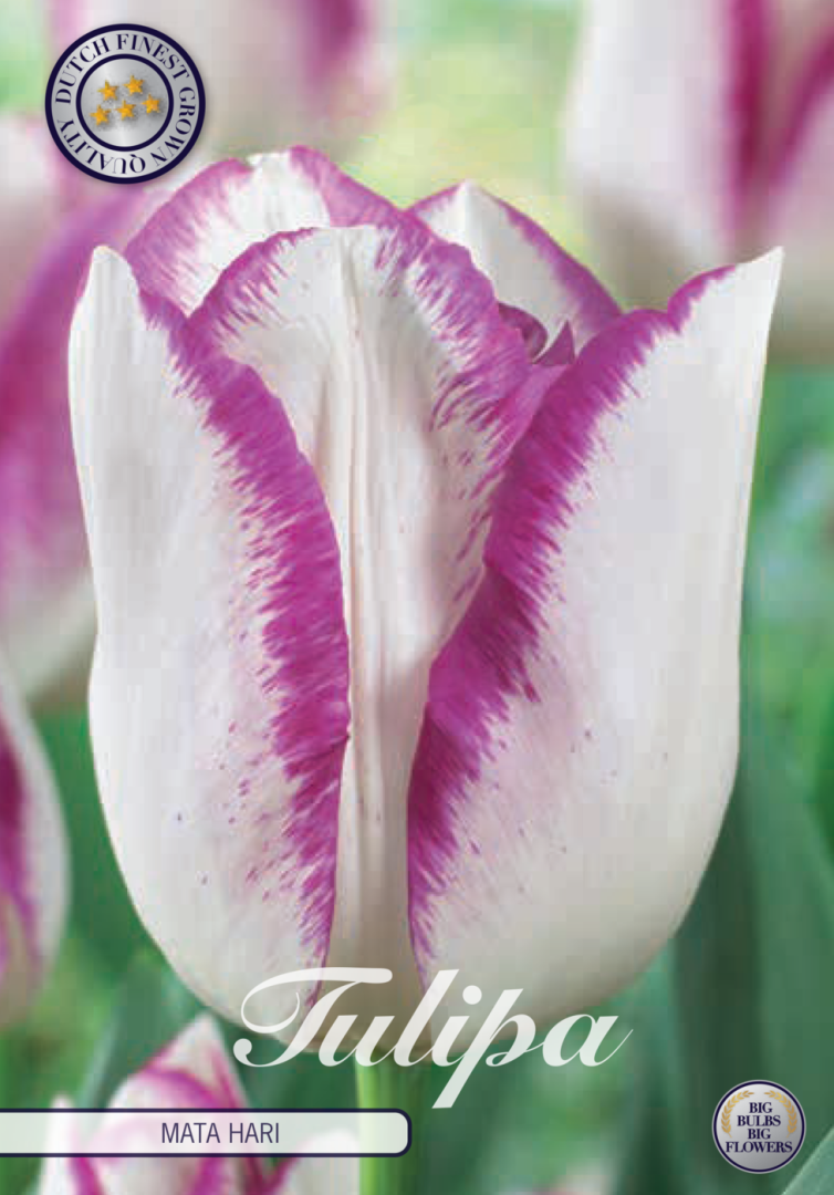 Tulipa Mata Hari 7-pack