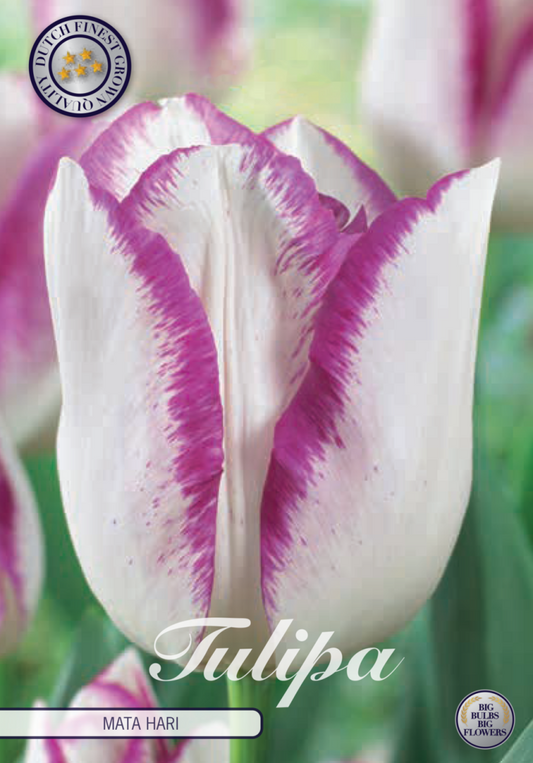 Tulipa Mata Hari 7-pack