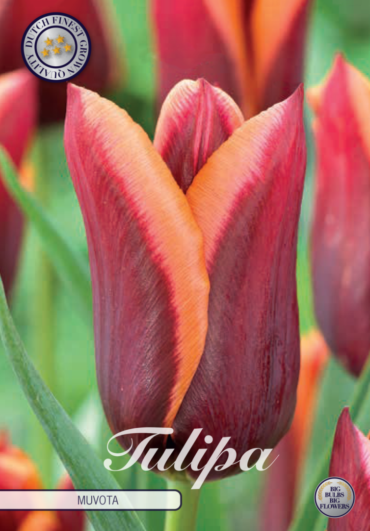 Tulipa Muvota 7-pack