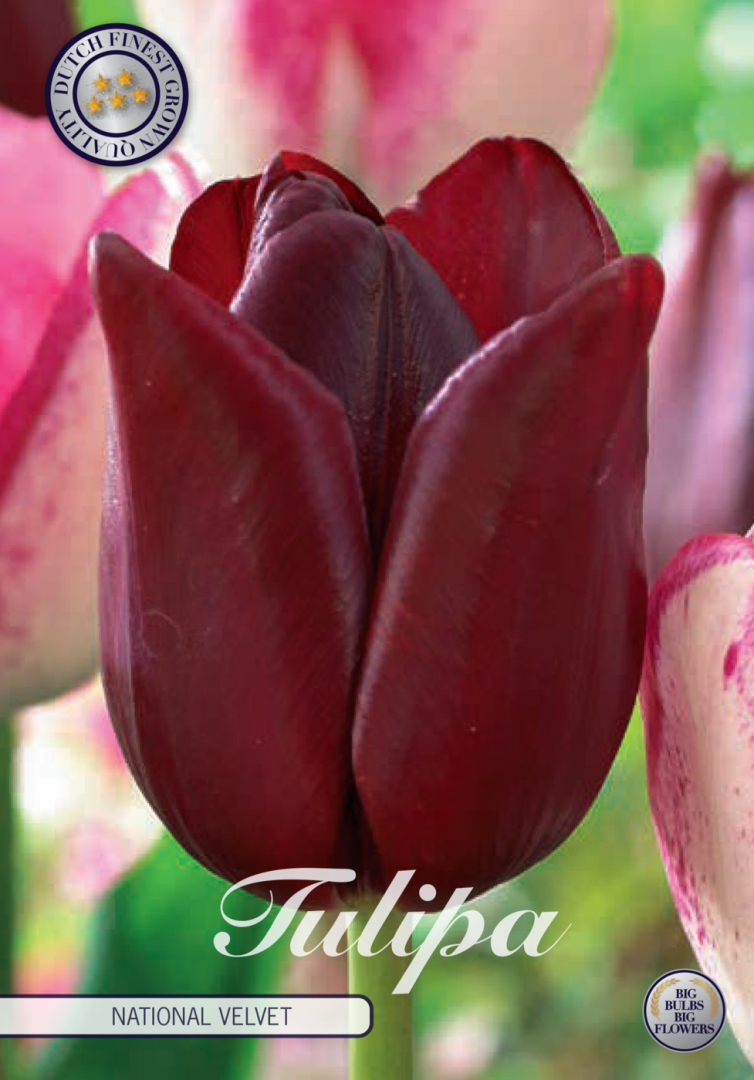 Tulipa National Velvet 7-pack