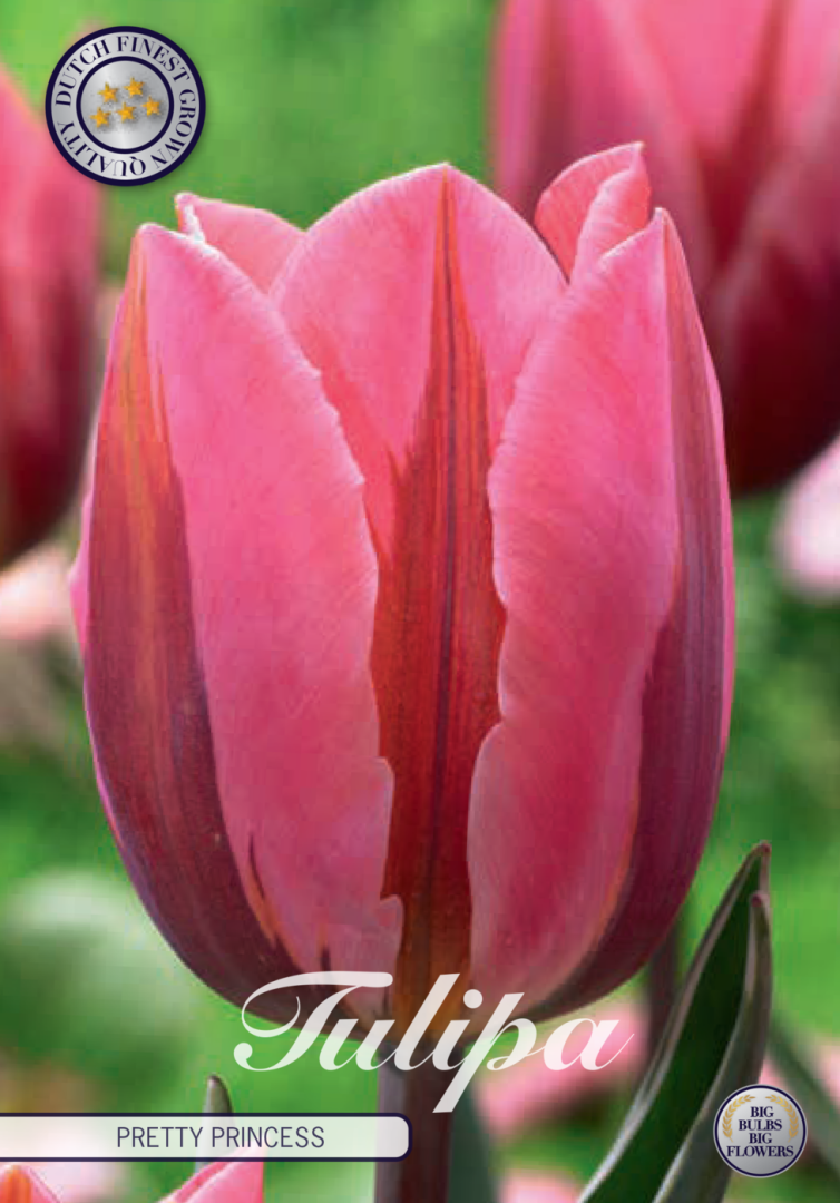 Tulipa Pretty Princess 7-pack