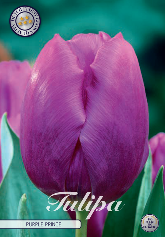 Tulipa Purple Prince 10-pack