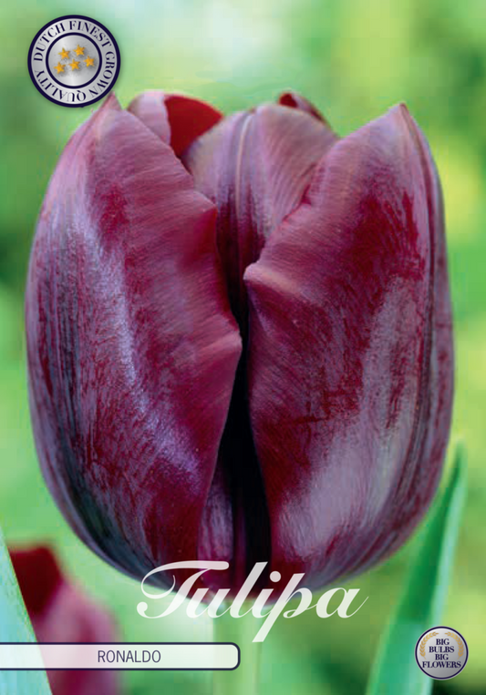 Tulipa Ronaldo 10-pack