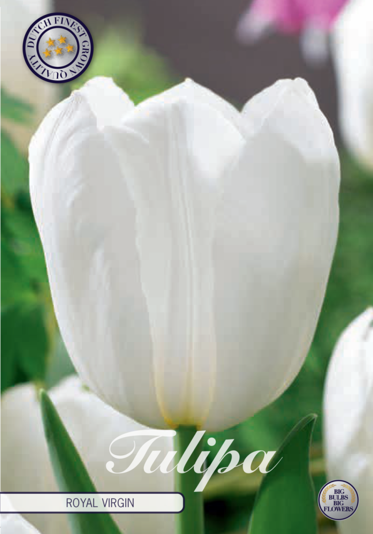 Tulipa Royal Virgin 10-pack