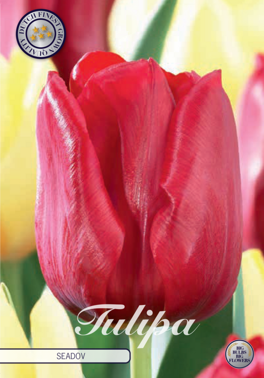 Tulipa Seadov 10-pack