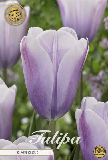 Tulipa Silver Cloud 7-pack