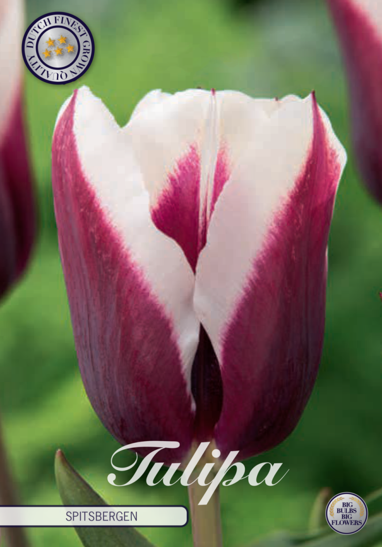 Tulipa Spitsbergen 7-pack