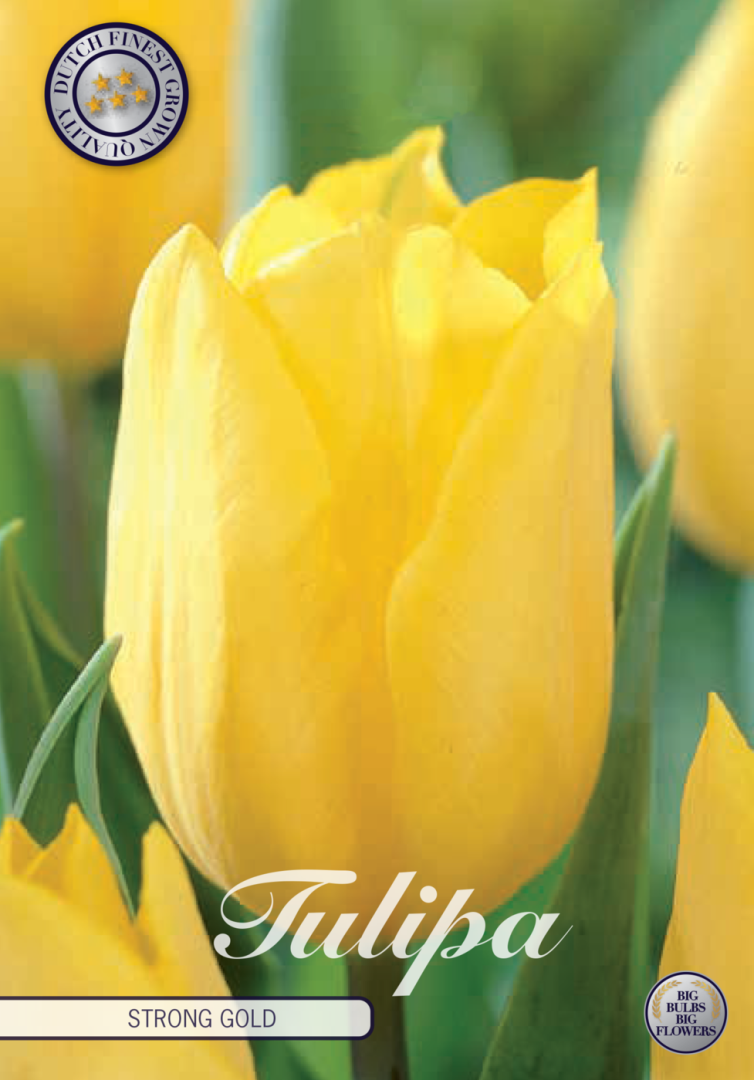 Tulipa Strong Gold 10-pack