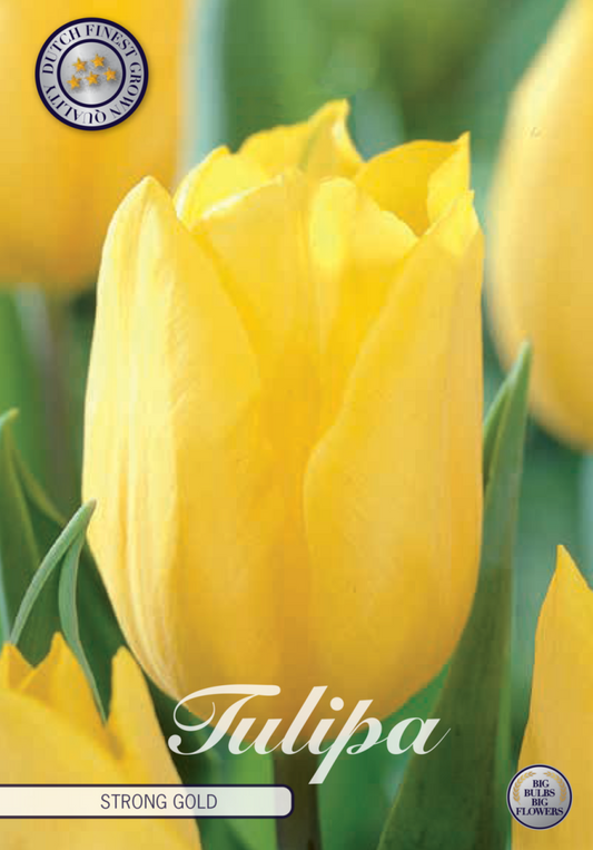 Tulipa Strong Gold 10-pack