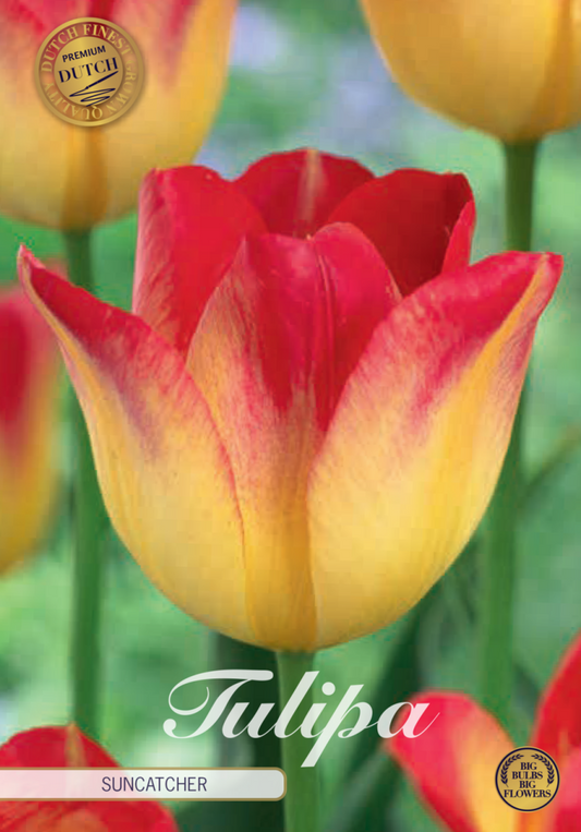 Tulipa Suncatcher (premium) 7-pack