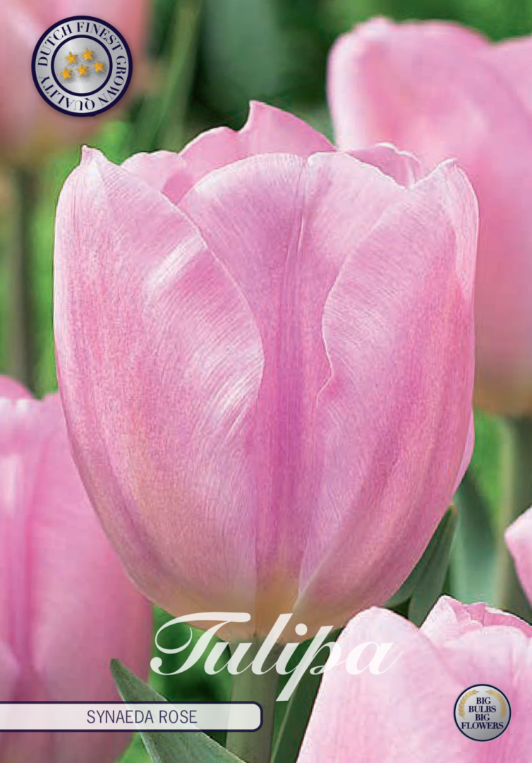 Tulipa Synade Amor 10-pack