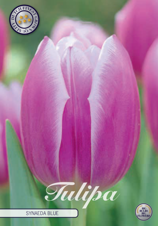 Tulipa Synaeda Blue 10-pack