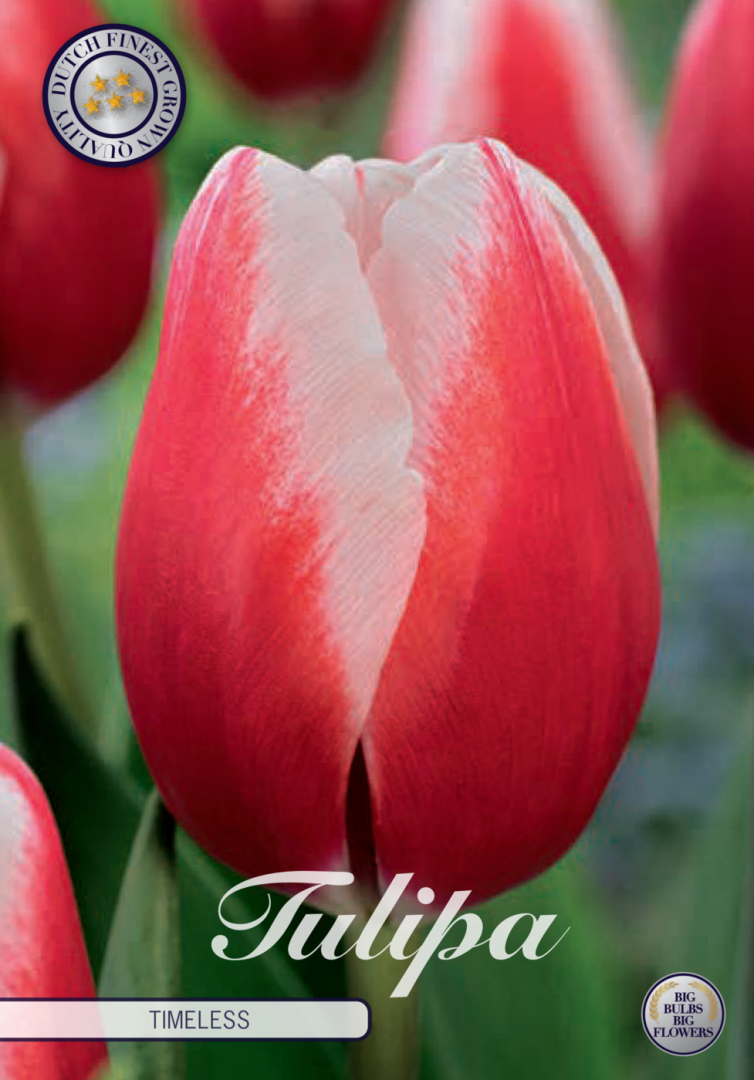 Tulipa Timeless 7-pack