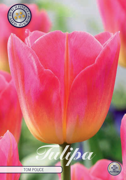 Tulipa Tom Pouce 7-pack