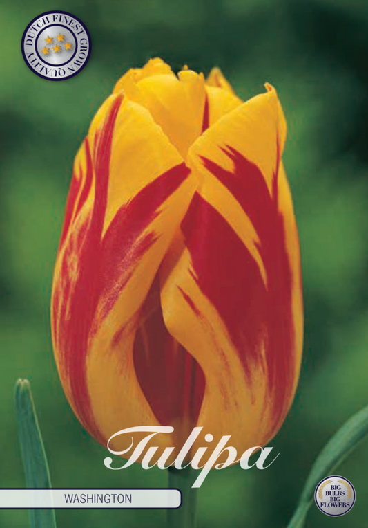 Tulipa Washington 10-pack