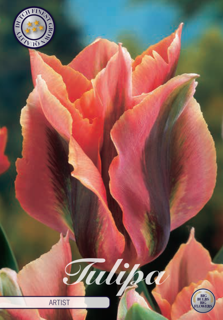 Tulipa Artist 7-pack
