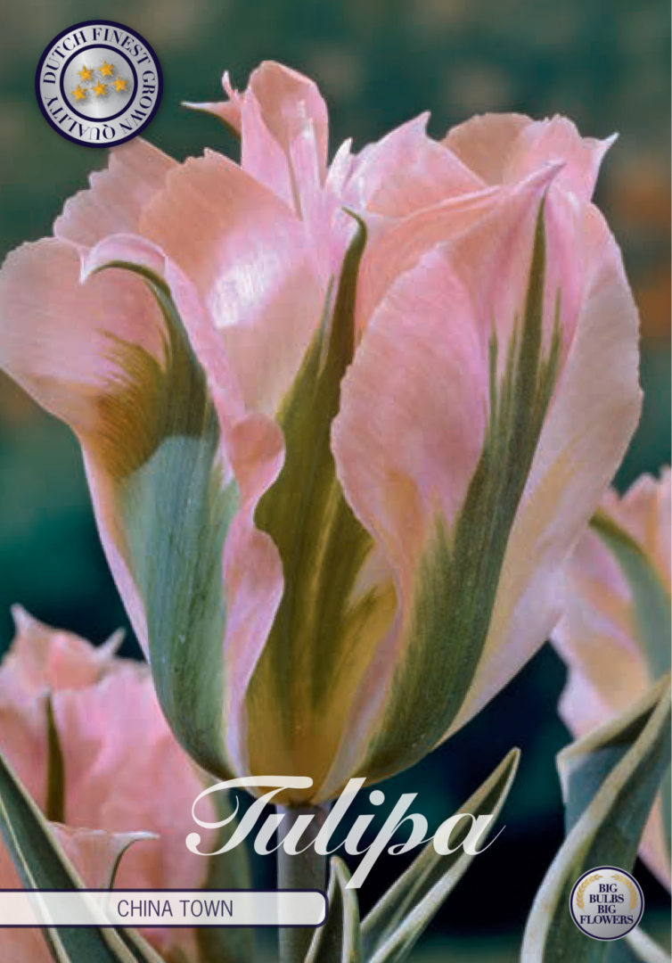 Tulipa China town 7-pack